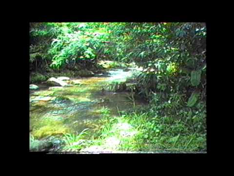 Como Flôr - Geraldo Azevedo
