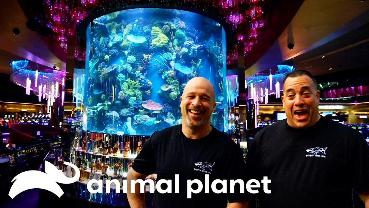 Wayde and Brett Make their BIGGEST Tank Yet! | Tanked | Animal Planet