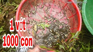 preview picture of video 'CHẶN NGAY Ổ CÁ RÔ NON RỒI | amazing fishing'