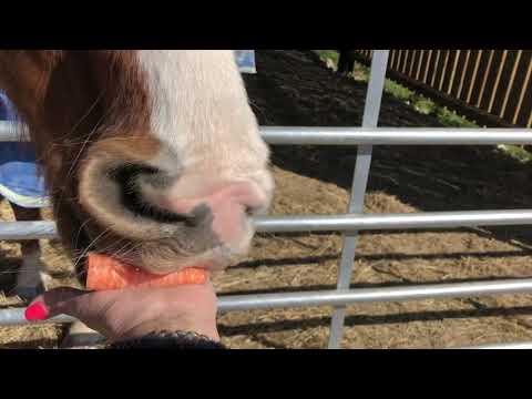 Safely Feeding a horse from the hand