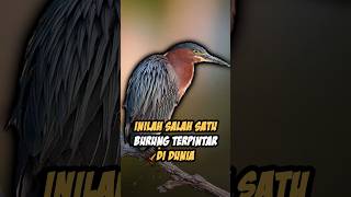 Download lagu THIS IS ONE OF THE SMARTEST BIRDS IN THE WORLD 🌍 #thebrieffile #shorts mp3