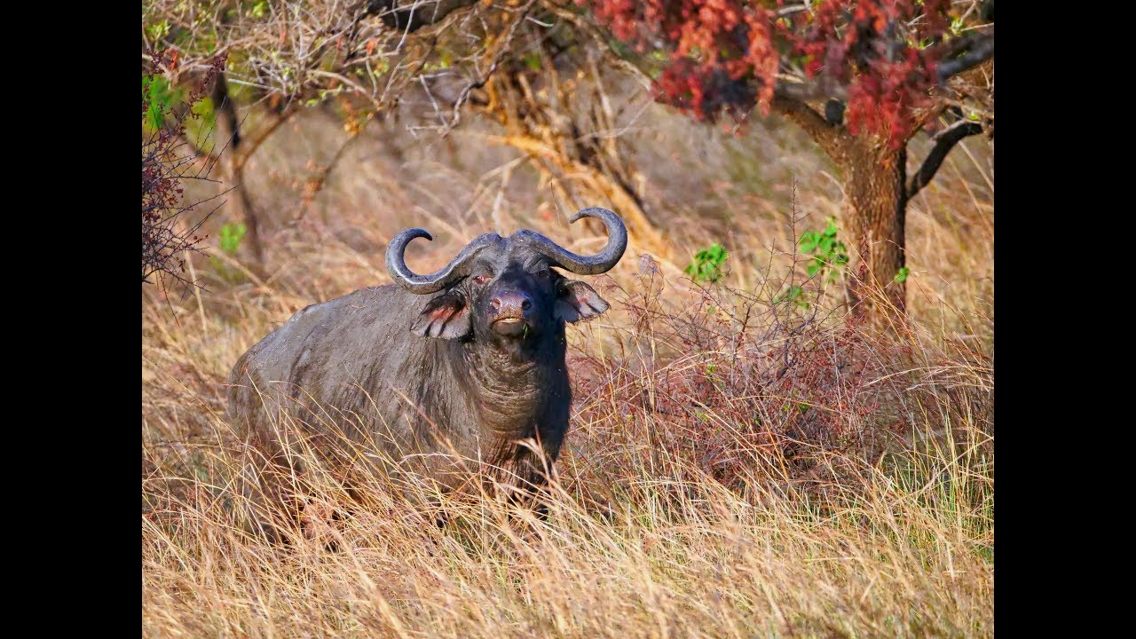 Nile Buffalo and plains game hunt in Uganda