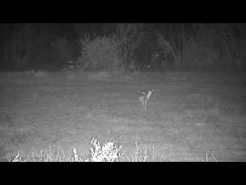 Djuma: Two Steenboks - 01:36 - 08/03/21