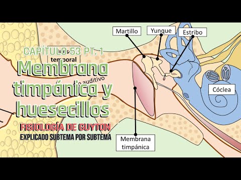 CAP 53 1/5: Membrana timpánica y huesecillos l Fisiología de Guyton