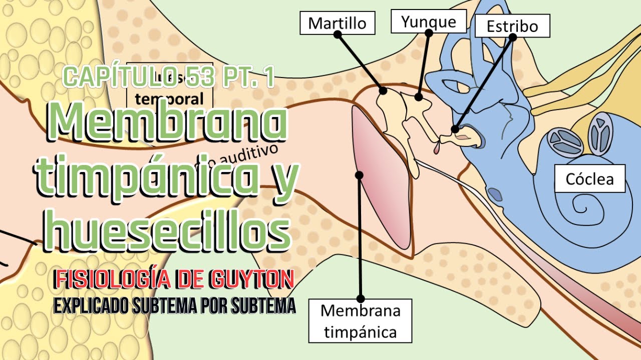 CAP 53 1/5: Membrana timpánica y huesecillos l Fisiología de Guyton