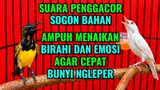 Download lagu Menaikan birahi dan emosi‼️ Pancingan sogon agar bunyi gacor mp3
