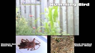 God's Beautiful Creatures- Hummingbird, Western Conifer Seed Bug, Black Dirt Dauber Wasp