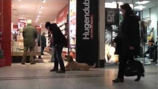 preview picture of video 'Hundeschule Potsdam - Kundenvideo Labrador Retriever Honey von Mahlsdorf'
