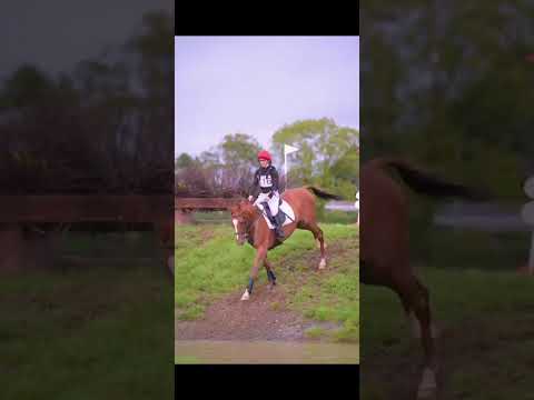 16hh Wonderful Chestnut Gelding - Image 2