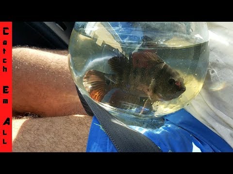 Aquarium CATCHING Pet Exotic Fish