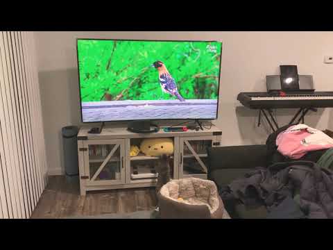 The cat likes cat TV