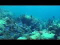 VANGELIS - Aquatic Dance 