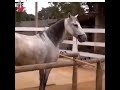 Hors Vig Video Expatd