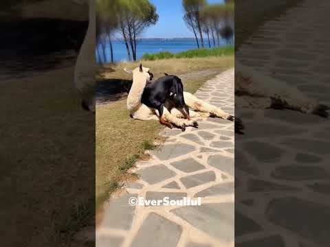 A Llama and Doberman’s True Friendship 💕