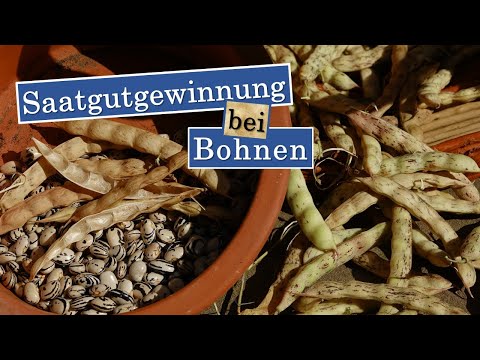 Saatgutgewinnung bei Bohnen, Anleitung und Tipps -  so gelingt der Samenbau