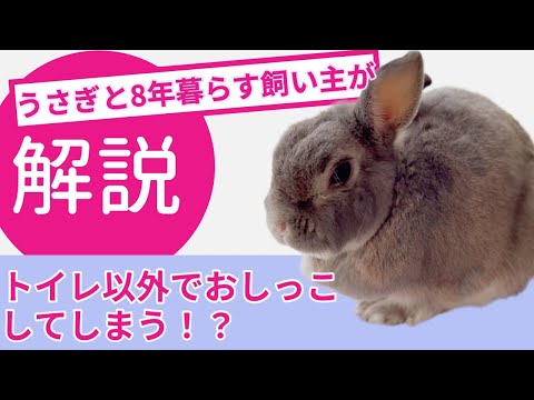 ウサギが私に放尿するのはなぜですか?