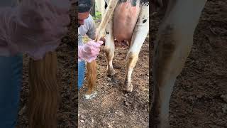 Novilha com mastite !!!