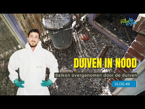 , title : 'Balkon overgenomen door duiven! | Vlog 49 | Frisse Kater'