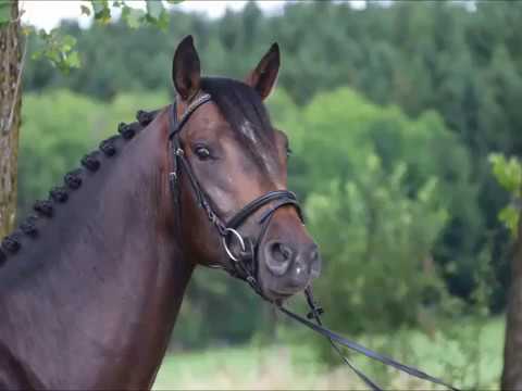 Nerado von Worrenberg, Negro x Corrado II, Hengst, geb. 2014, OL