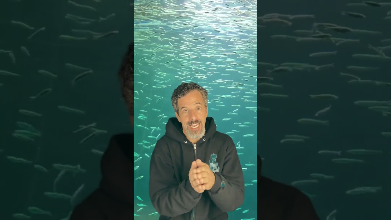 Tickle Fish 🐟 | Silly Shoulder Tickle Song for Kids | Baby, Toddler & Preschool Music Fun 🎶