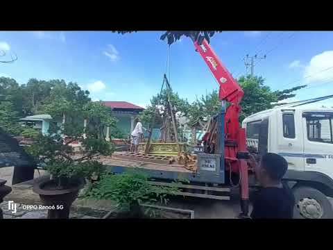 Vận chuyển cây cảnh cho khách hàng