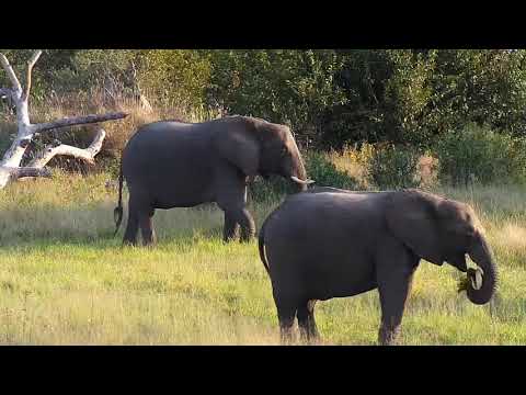 Djuma: Elephants-Short Trunk female's small herd-Pt:1 - 16:20 - 04/24/21