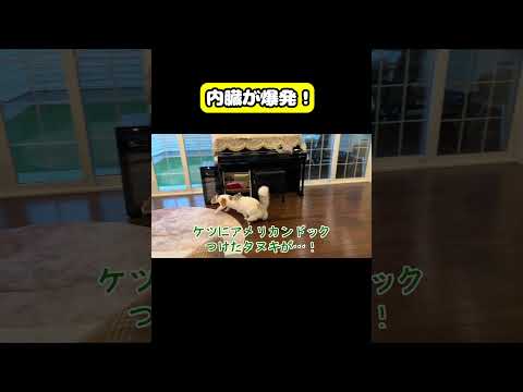 内臓が爆発！　#猫 #おもしろ #アテレコ #ニャンチューバーつくし