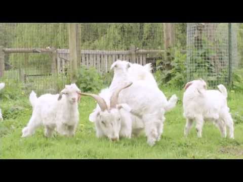 , title : 'Cashmere Goats'