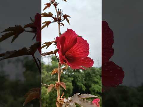 #shortsfeed #shorts #youtubeshorts #flowers #love #viral