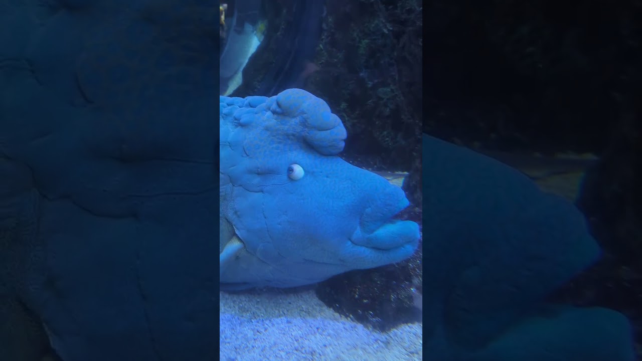 Strange Big Blue Fish with Big Eyes & Lips (Humphead Wrasse) #shorts
