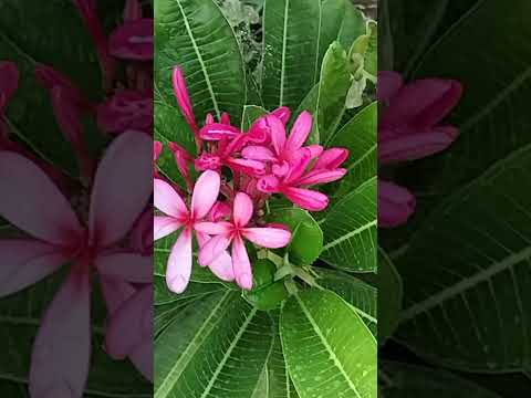# my garden beautiful pink plumeria flowers in rain ☔