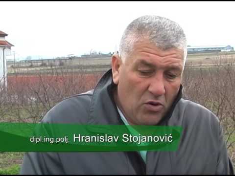 NAŠA SELA, VIŠNJE, MEROŠINA