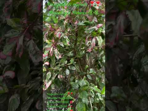 #terracegardenindia#natur#greenlov#beautifulflower#love#bolywodsong#dance#90s#hit#tuchizbadi#raveena