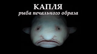Рыба капля съедобна или нет