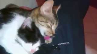 Beck - Love (John Lennon cover 2014, with kittens:)