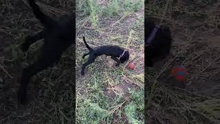 Video preview image #1 Labrador Retriever-Unknown Mix Puppy For Sale in Aurora, CO, USA