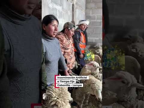 Inseminación Artificial a Tiempo Fijo en la provincia de Lampa