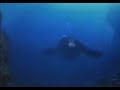 Life Could Be Dream Monkey Swimming