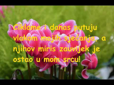 Zaboravljene nezaboravljene ciklame