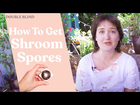 Mushroom Spores: Where and How to Get Them | DoubleBlind