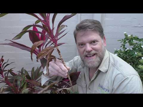 , title : 'How To Grow a Cordyline From Cuttings and Growing Tips