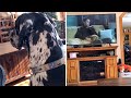 Great Dane imitates emotional scene on TV