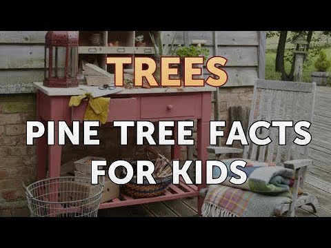 image-Are Scotch pines good Christmas trees?