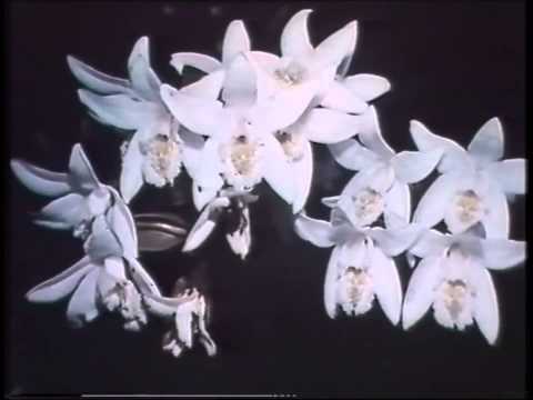 A Green Earth or a Dry Desert?