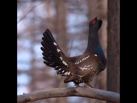 Capercaillie (western capercaillie) | Wild Animals Video