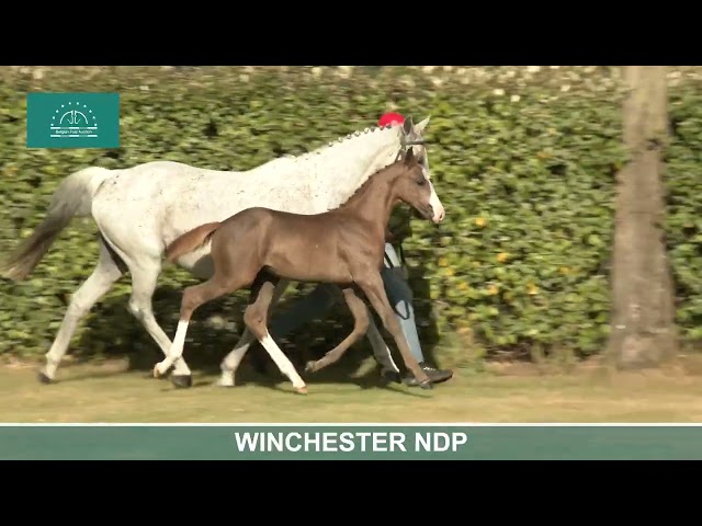WINCHESTER NDP