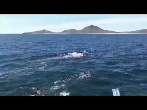 Turístas nadaron con orcas en playas de la isla Espiritu Santo