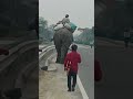 super fast animal elephant road 🛣️🛣️🛣️#lovely #duet #techchampionsuport #like #follow #road