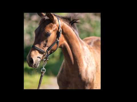 Stutfohlen von Marques (Millenium x Sir Donnerhall) x Florestan I x Rubinstein I