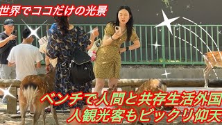 {世界でココだけの光景}ベンチで人間と共存生活🦌🍀 外国人観光客もビックリ仰天 :🦌NARA PARK DEER 🦌 JAPAN